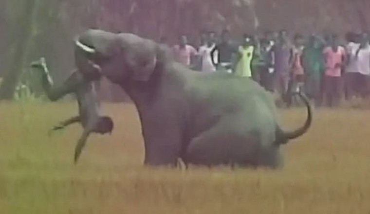 Man Tries to Copy Prabhas Baahubali 2 stunt, Elephant tosses him like a Toy